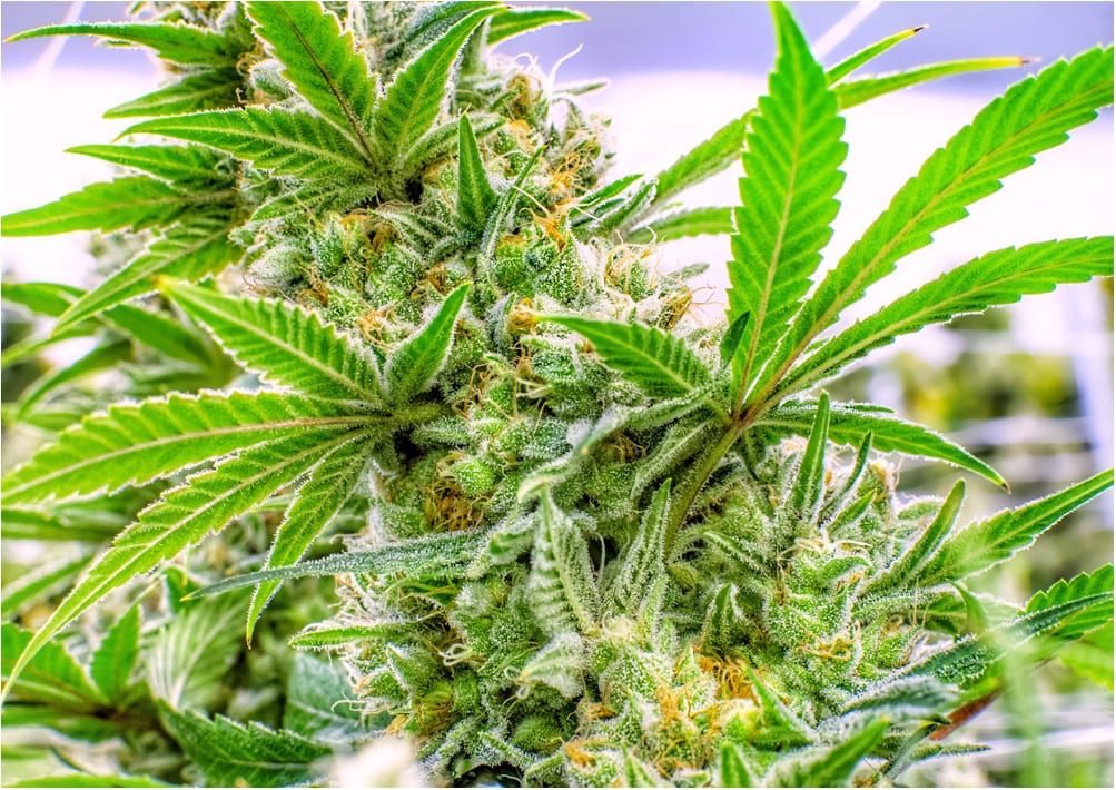 Study Finds Cannabis Flower Best for Relieving Pain ...