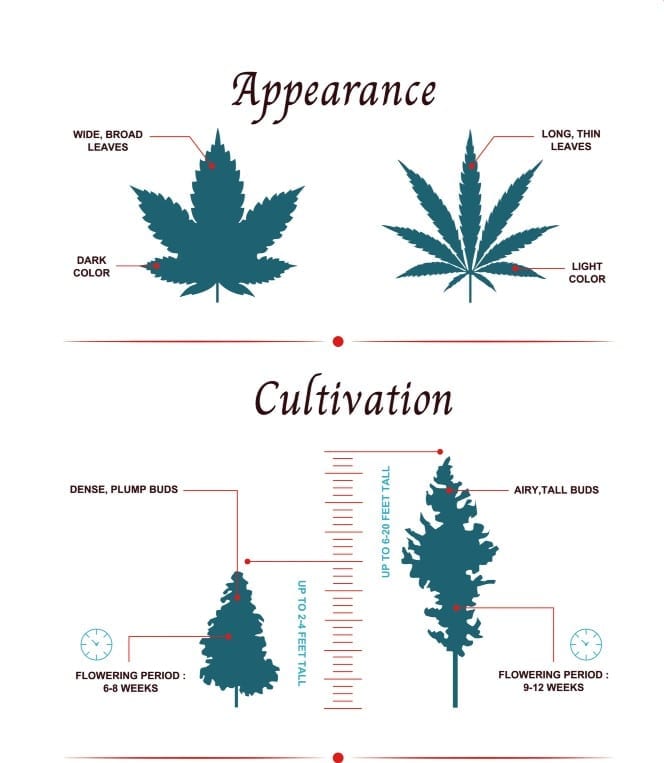 marijuana clinic near me