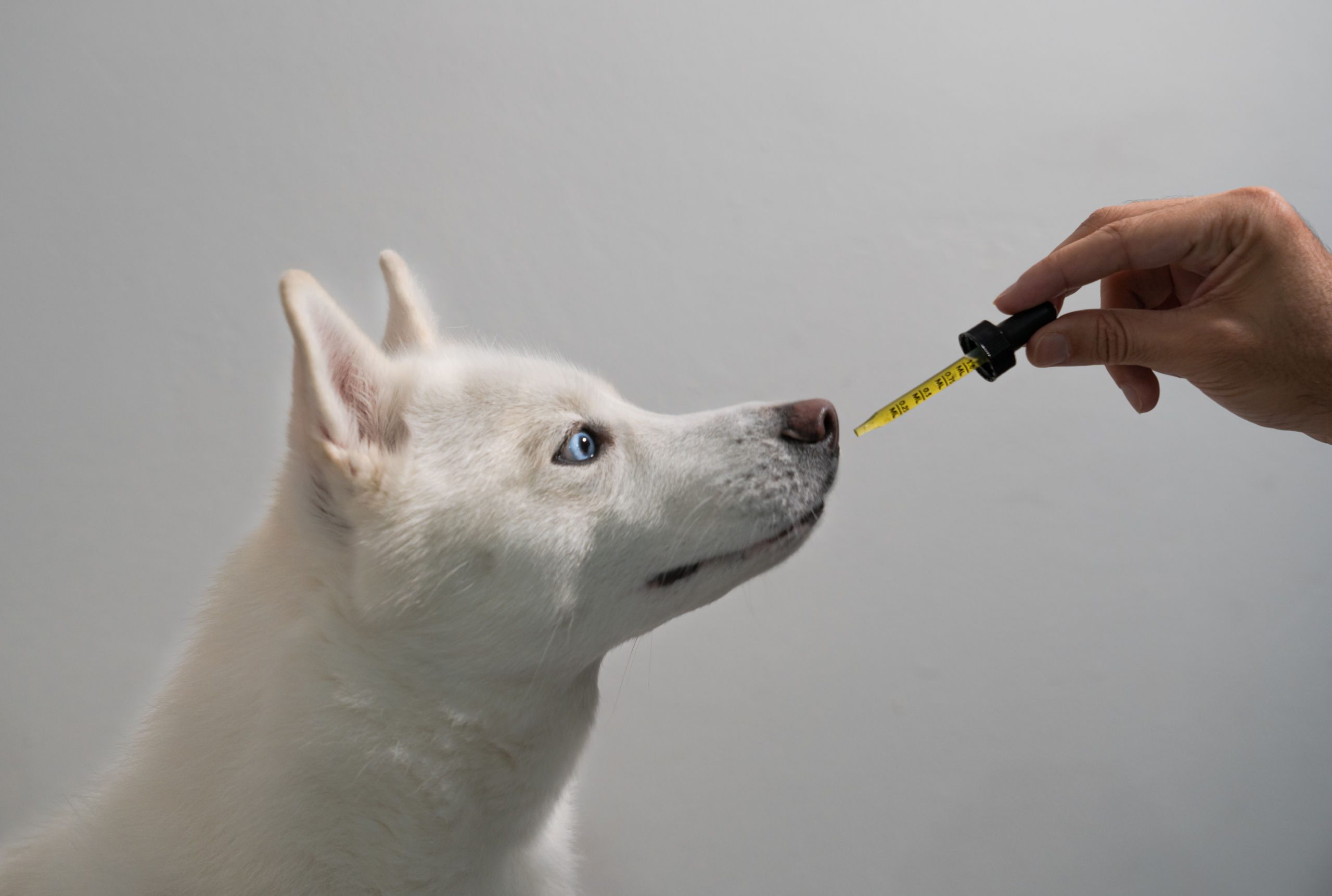 Do Vets Recommend CBD Oil For Dogs? Is It Safe And Helpful? | Doctors ...