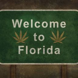 how do I get medical marijuanas card renewal in florida?