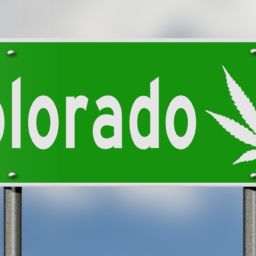 how do I get medical marijuanas card renewal in colorado,