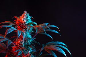Top 5 Cannabinoids in Marijuana Plants